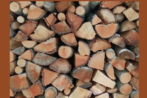 “VENGON SU COME TRONCHI…!” ADOLESCENZA – MASCHI E FEMMINE